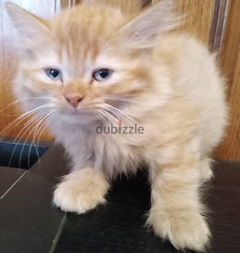 Persian Kittens 1