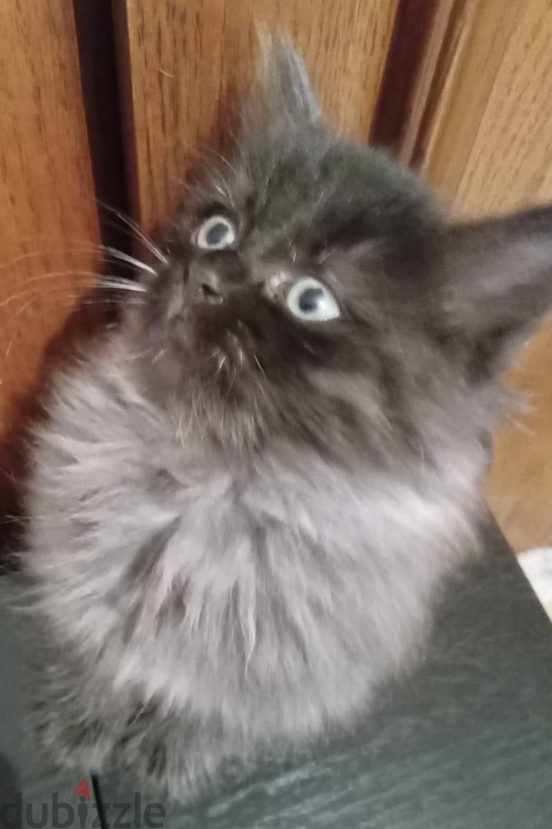 Persian Kittens 1