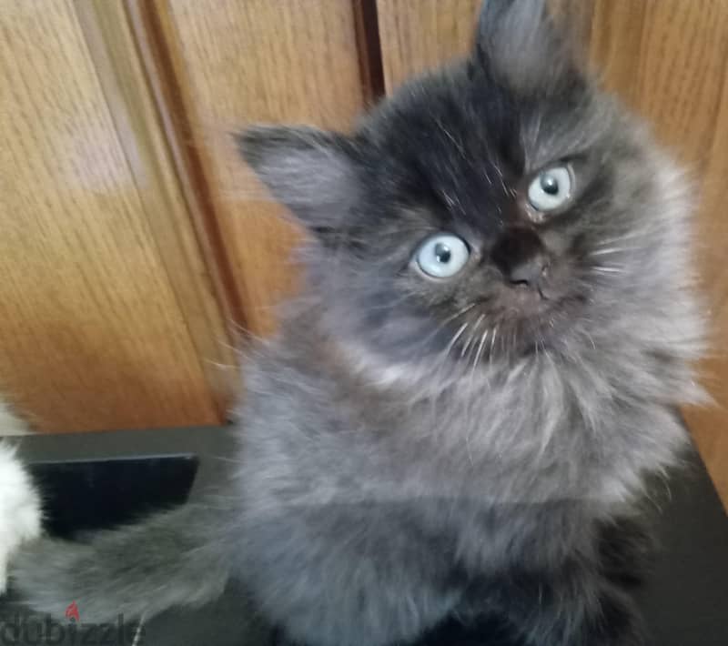 Persian Kittens 2