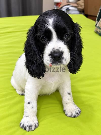 American Cocker Spaniel puppy