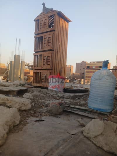 عيون حمام