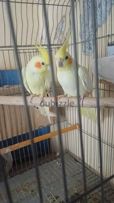 جوز لاتيني عين حمرا