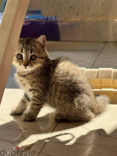 Goldie Boldie - British Shorthair Kitten | New Cairo