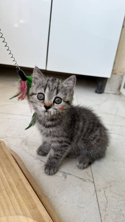 Wiwi – British Shorthair Kitten | New Cairo