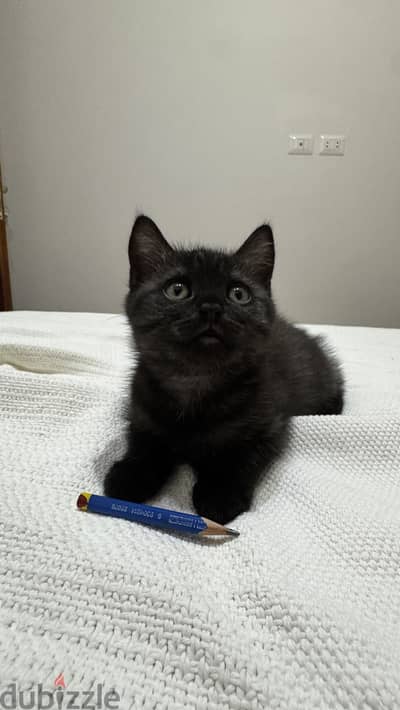 Mocha – British Shorthair Kitten | New Cairo