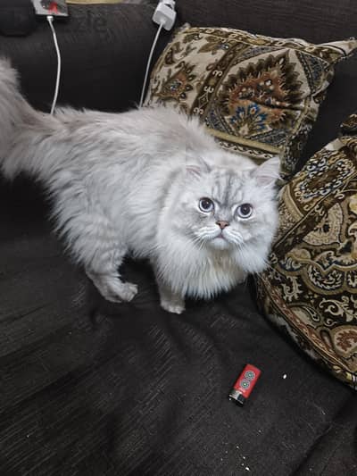 مشاء الله قط هيملايا للبيع او للجواز بسعر مناسب جدا