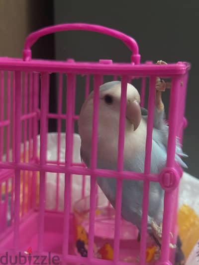 نتايه روز شغاله