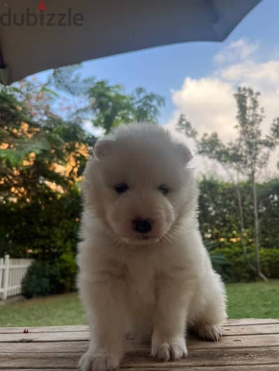 Samoyed puppies