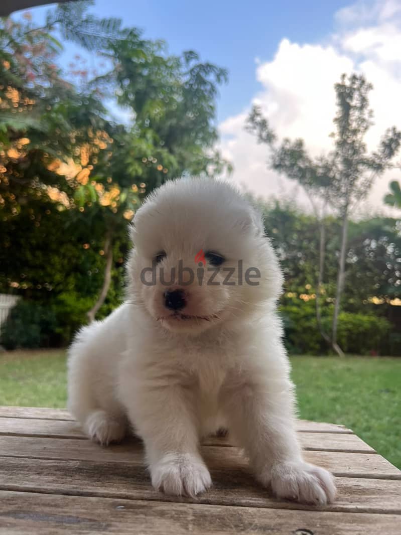 Samoyed puppies 6
