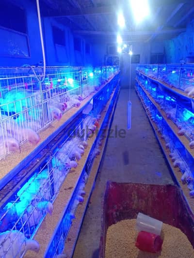 بطاريات فراخ بيضاء