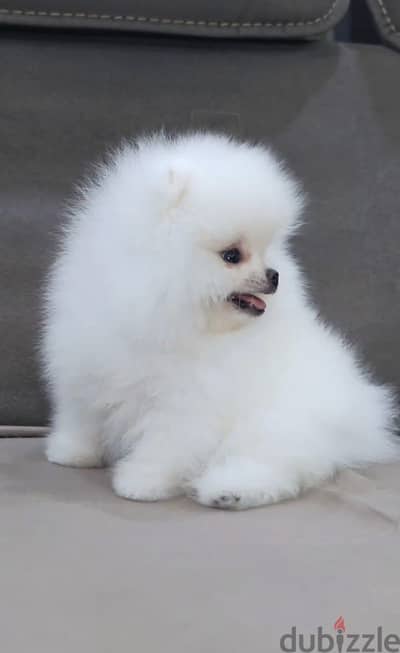 Pomeranian puppy’s teacup teddy bear