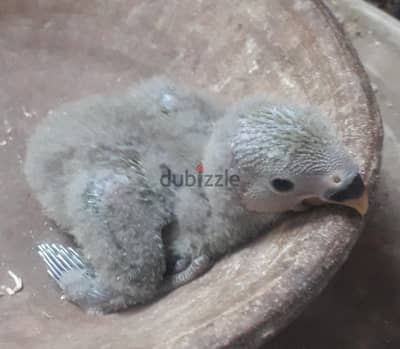 روز للتاكيل اليدوى