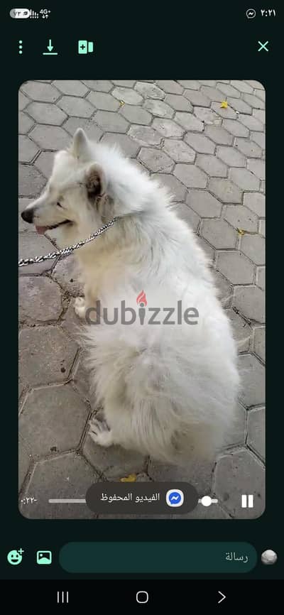 كلبه سامويد