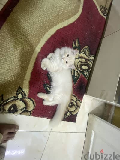 شيرازى  للبيع
