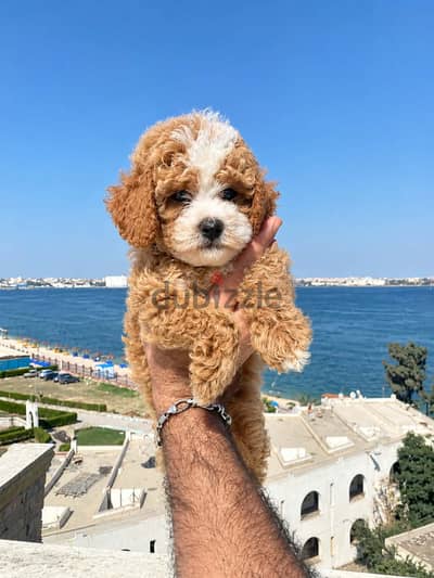 جرو توي بودل 45 يوم بنت