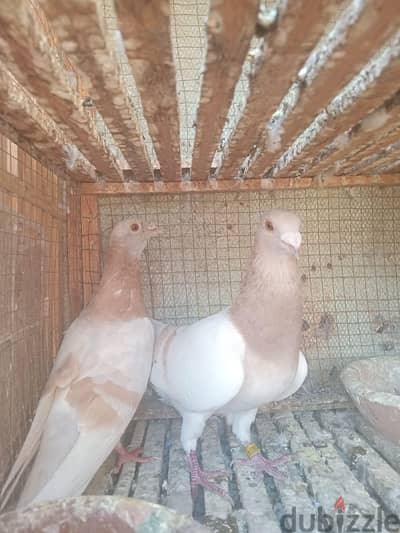 جمعيات