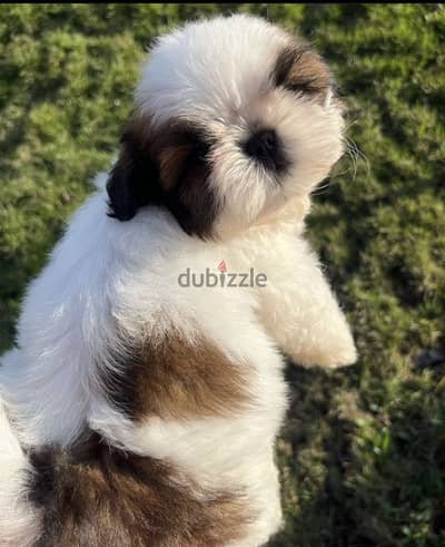 Shitzu_شيتزو_puppy