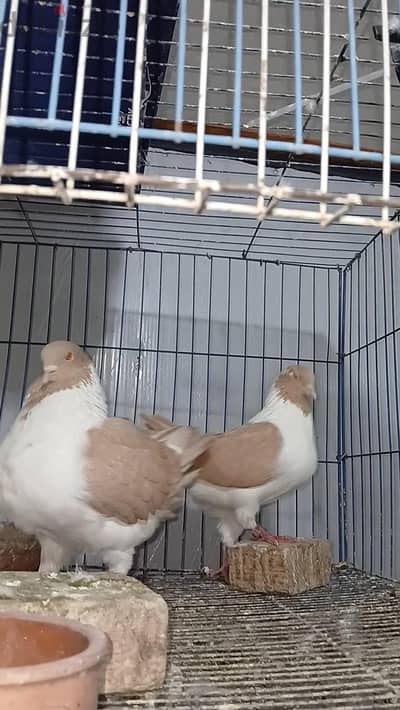 قص مودينا إيطالي بيحضر عش