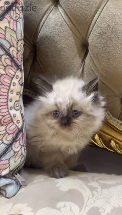 Ragdoll seal point