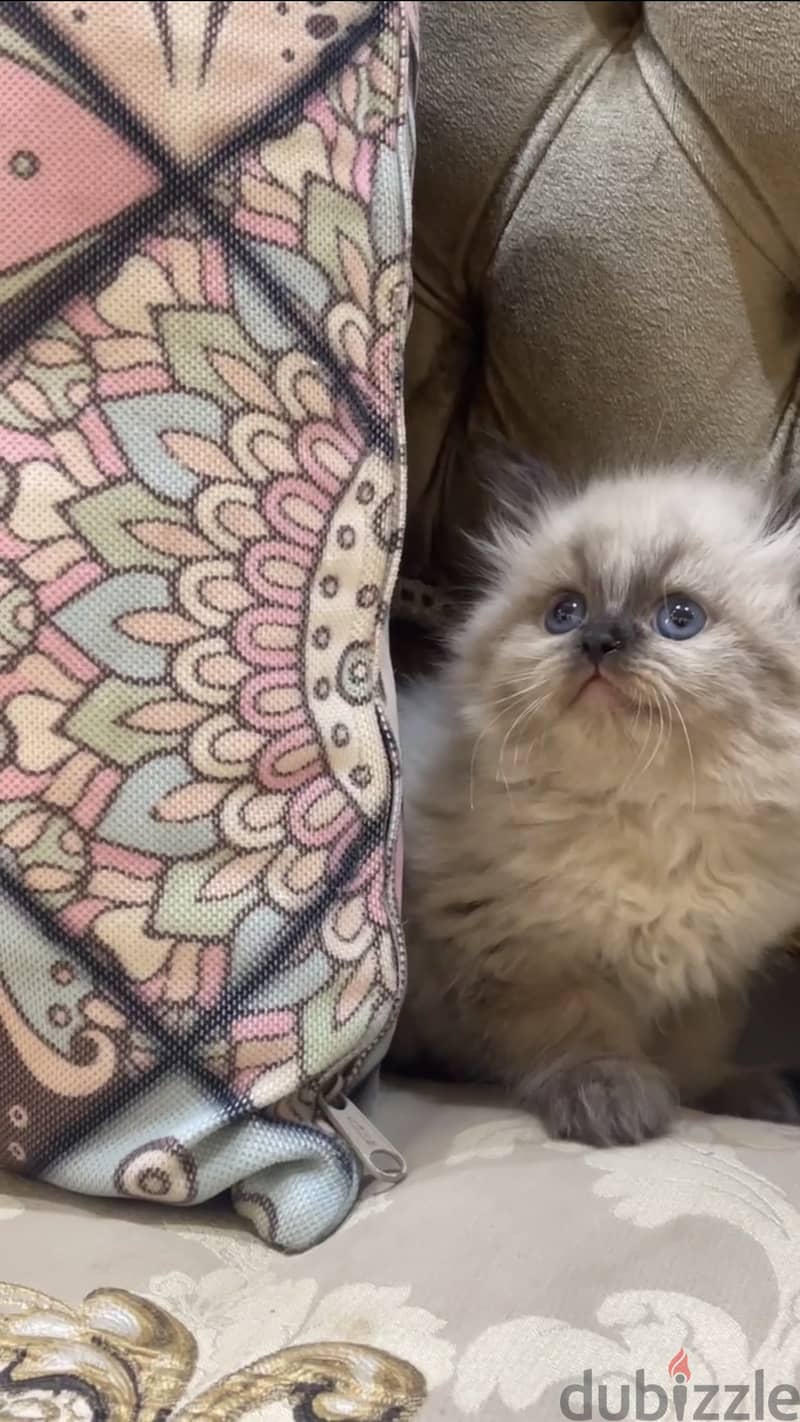 Ragdoll seal point 1
