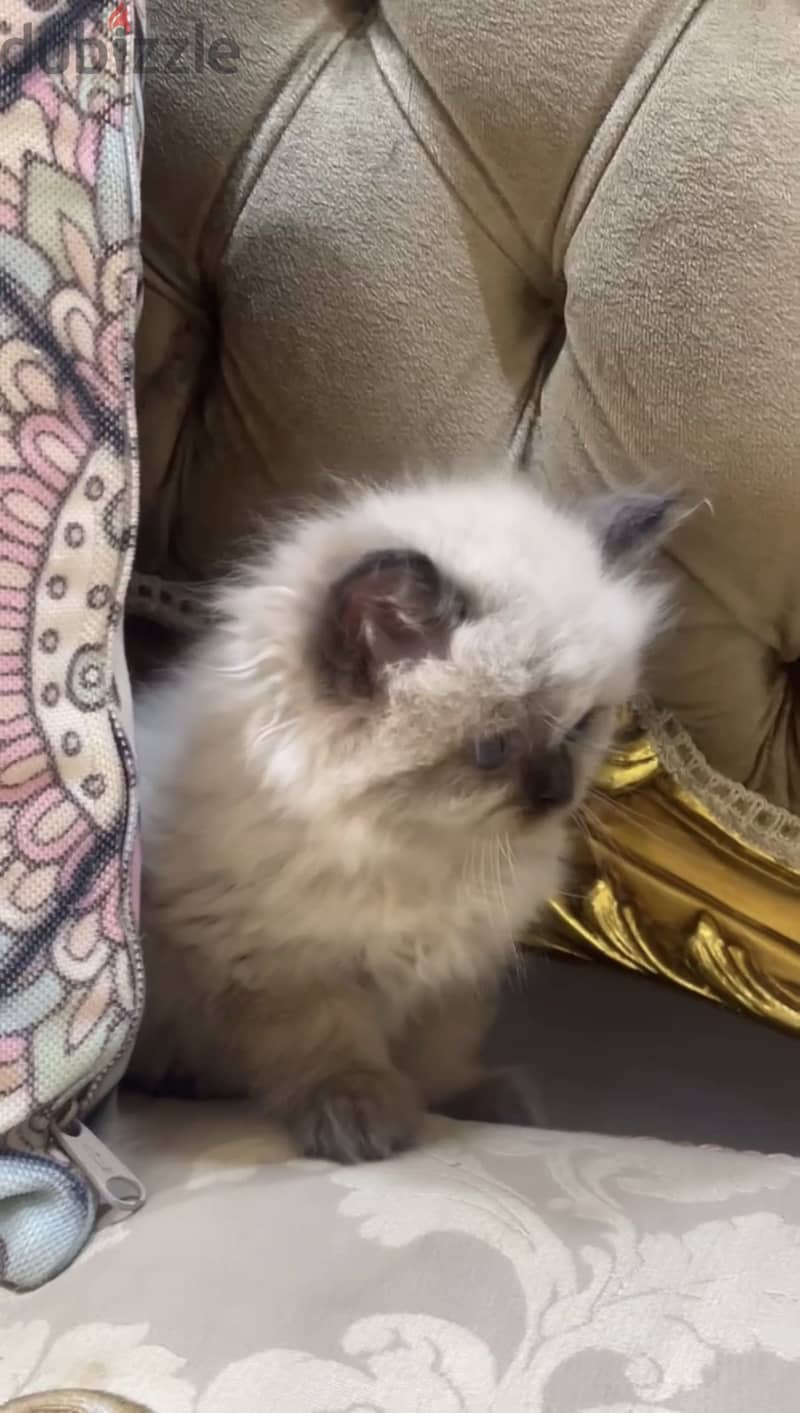 Ragdoll seal point 4
