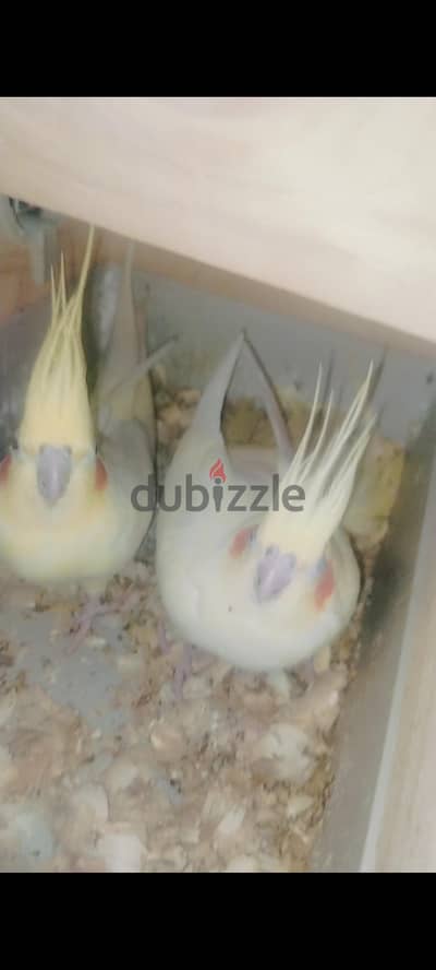 كوكتيل بل الزغليل حاحات مميزه جدا