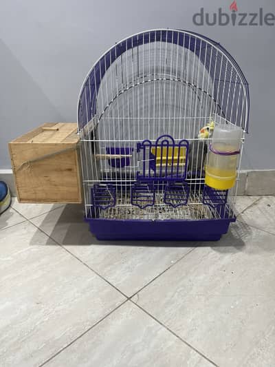 Cockatiel Bird