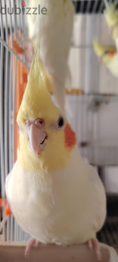 3 شباب كوكتيل