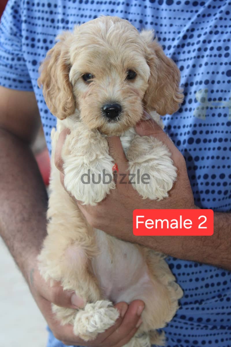 Toy Poodle,  Cavapoo 1