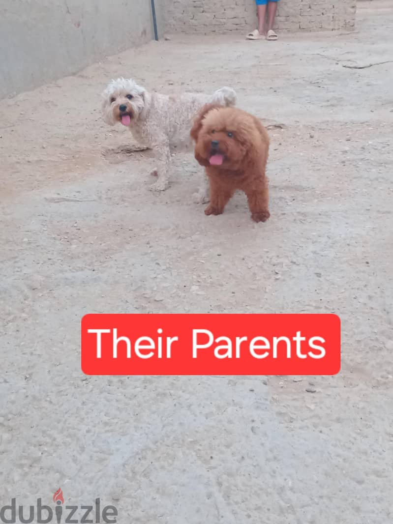 Toy Poodle,  Cavapoo 2