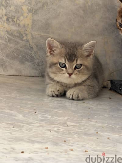 اسكوتش