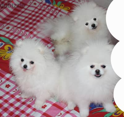 Teacup Pomeranian