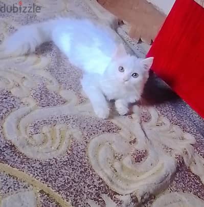 قطط شيرازي للبيع