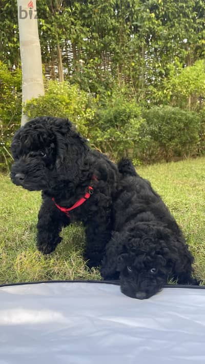Premium Females puppy toy poodle