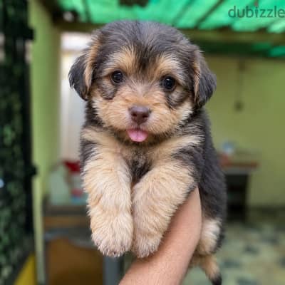 Yorkshire Terrier