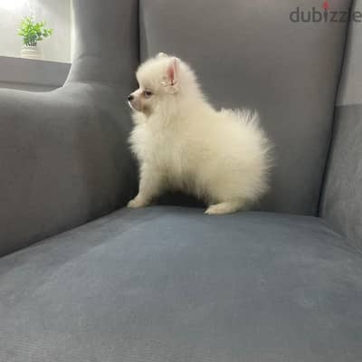 Pomeranian