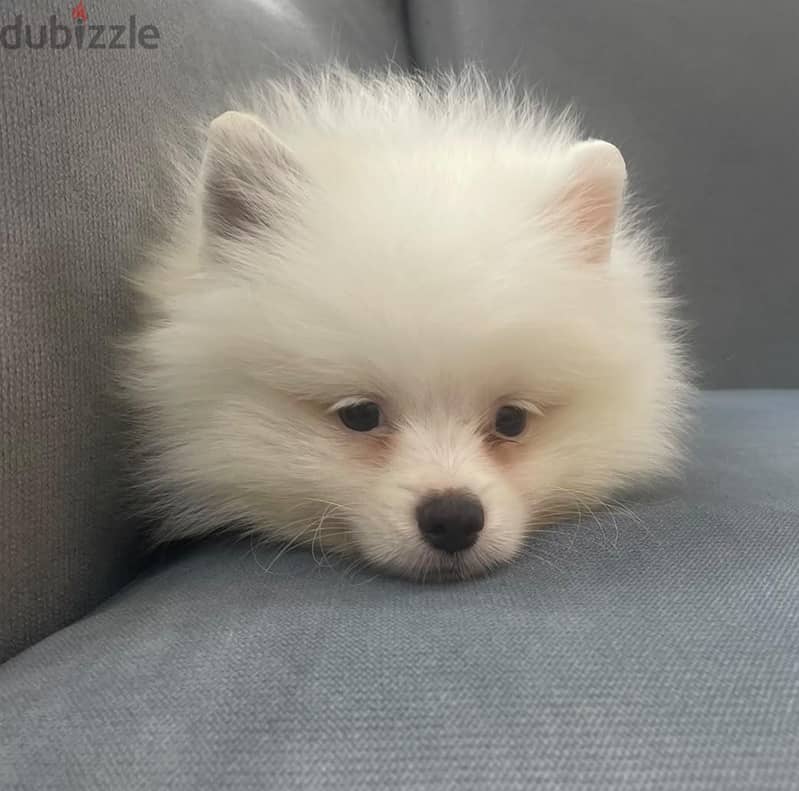 Pomeranianجرو بومرينيان دبدوب أبيض بيور (مستوى عالي) متطعم - عمر شهرين 1
