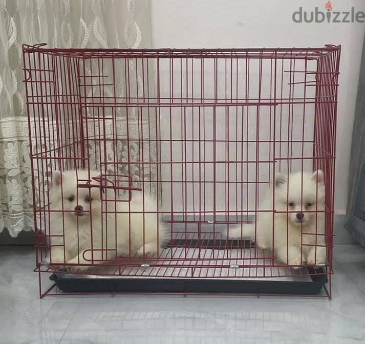 Pomeranianجرو بومرينيان دبدوب أبيض بيور (مستوى عالي) متطعم - عمر شهرين 6
