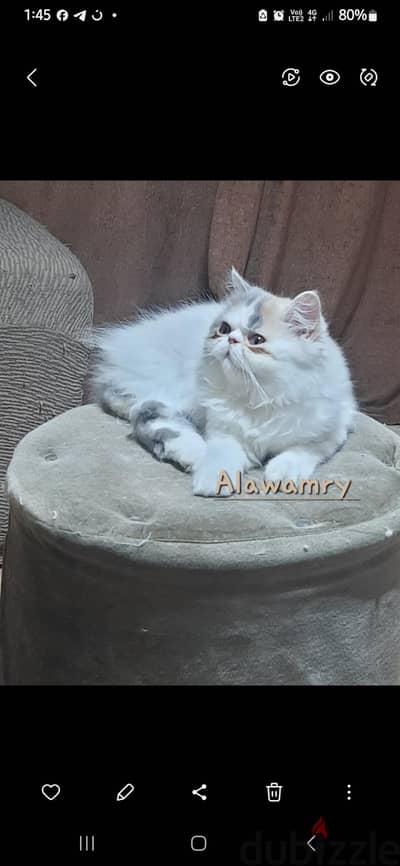 قطه مقطقطه