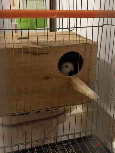 عصفورة روز - lovebird