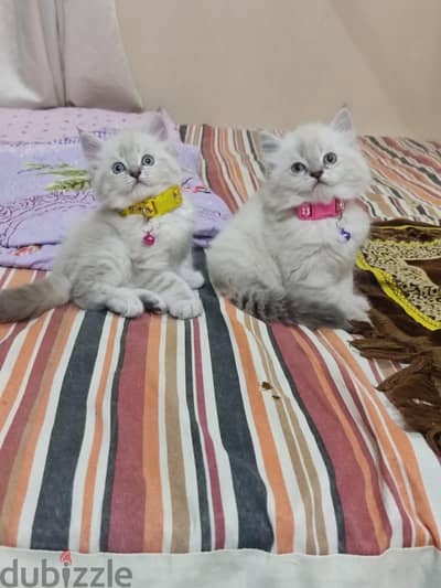 احلي دباديب ذكور هيمالايا بلو  اللهم بارك