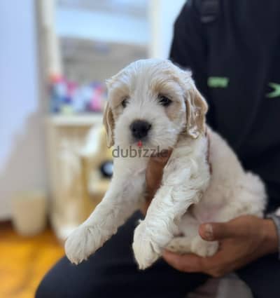 Cocker Spaniel Puppies for Sale – جراوي كوكر سبانيل للبيع
