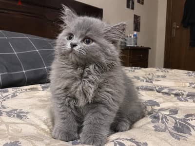 قط بريتش لونج هي جميل للبيع Male British Longhair Kitten