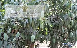 Code 250 | An Exceptional Agricultural Investment Opportunity in Nubariya      50 feddans of agricultural land for sale, located directly on the
