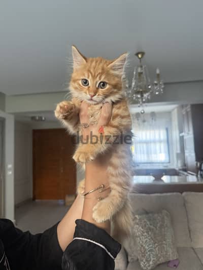 2 months cat for adoption