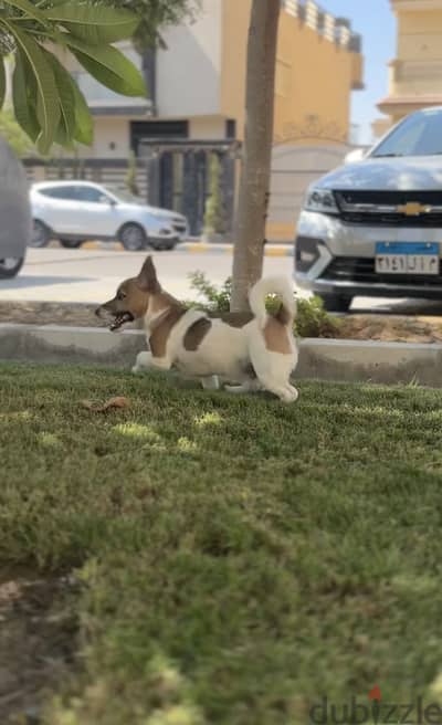 Jack Russell terrier puppy male 7 months old