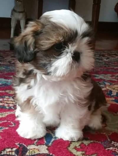 Shitzu_puppy_شيتزو