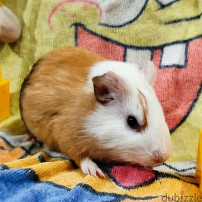 Calm Male Guinea Pig Zoro, 8 Months