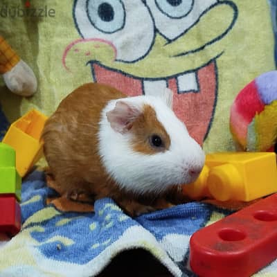 Friendly Male Guinea Pig Naruto, 10 Months, Never Gives Up Playing