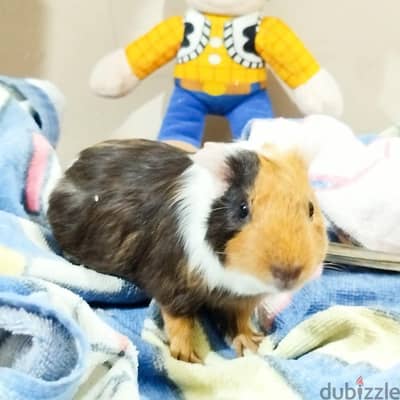 Gentle Female Guinea Pig Ran, 5 Months, Hand-Tamed